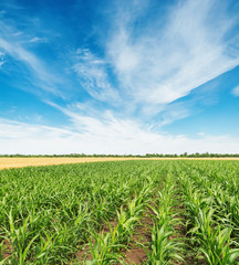 Fototapeta na wymiar field with green maize and white clouds in blue sky