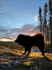 Beautiful Eurasier dog 