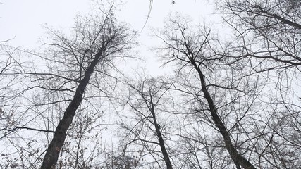 dry tops of trees in the winter forest, nature landscape on the background of gray sky