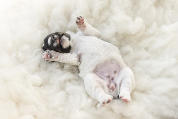 newborn puppy  - 12 days old - jack russell terrier