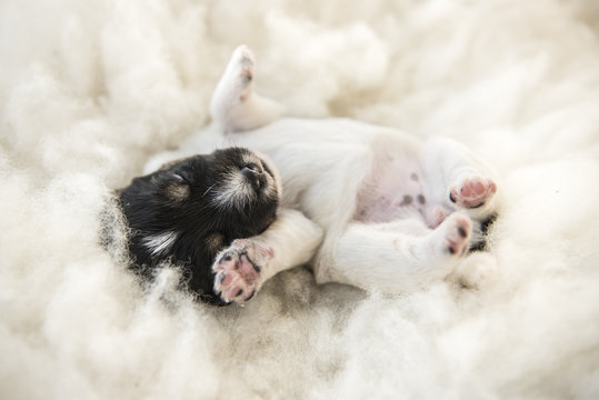 newborn puppy  - 12 days old - jack russell terrier