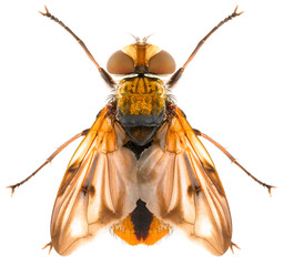 Fly Ectophasia is a genus of flies in the family Tachinidae isolated on white background. Dorsal...
