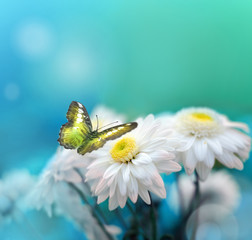 Butterfly on flower