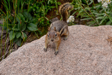 chipmunk (Neotamias quadrivittatus) on the granite boulder near Emerald lake trail
Rocky Mountain National Park, Estes Park, Colorado, United States