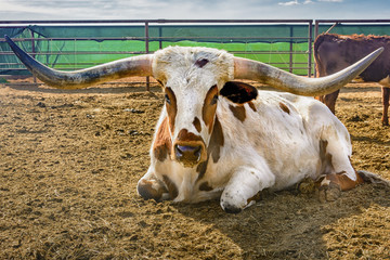 Longhorn Bull