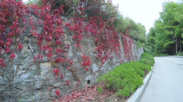 Stone wall with climbing plants