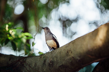 curious beautiful tropical bird on a branch of  tree, looking i