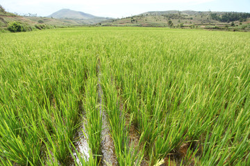 rice fileld - Madagascar landscape