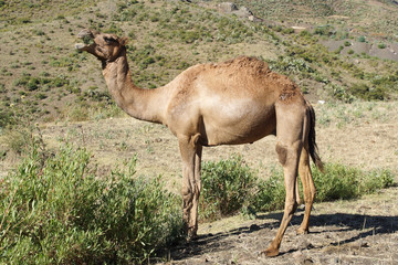 Kamel, Äthiopien, Afrika