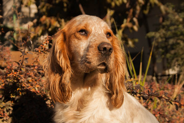 Hunting dog breed English Spaniel red and white in color, autumn colors combined with the color of the dog