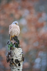 Common kestrel on birch