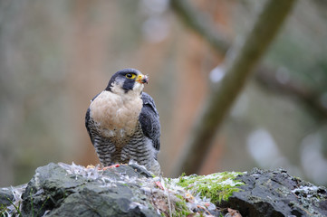 Peregrine Falcon tearing prey