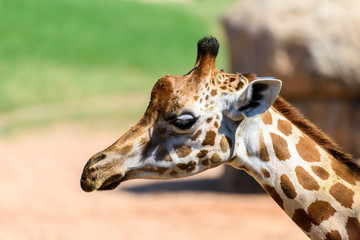 Wild African Giraffe Head Portrait