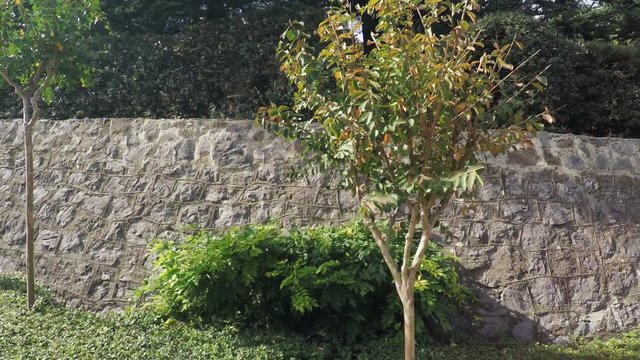 Stone wall with climbing plants