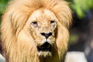 Wild African Lion King Portrait