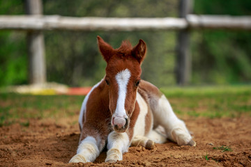 New Born Pony