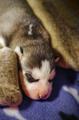 Newborn husky puppies.