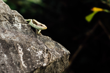 Lizard on the rock stood still  the background of the jungle i
