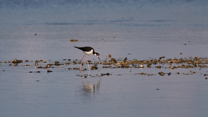 Black-Necked Stilt foraging, J.N. ''Ding'' Darling National Wild
