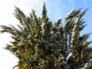 White frozen trees