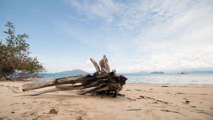 Thailand Ko Phayam Wurzel