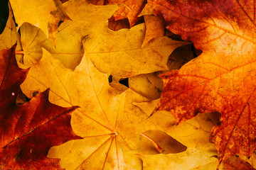 Autumn leaves background