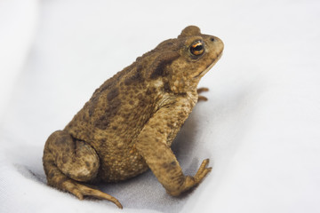 frog animal on white background