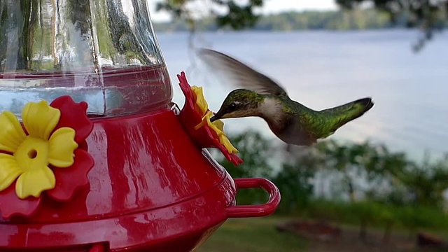 Ruby-throated hummingbird (Archilochus colubris) drinks nectar while hovering by lake.