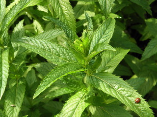 Ladybird on the spearmint leaf