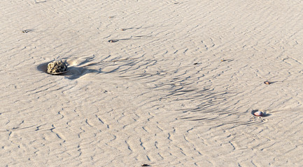 shell stone conch sand beach texture background close-up.