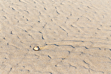 Fototapeta na wymiar shell conch sand beach texture background close-up.