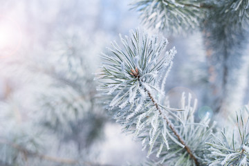 Pine with hoarfrost