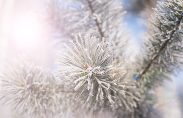 Pine with hoarfrost