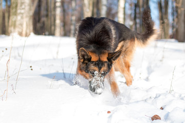 Dog german shepherd in a park in a winter day
