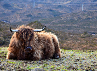 Highland Cow at the Scottish Isle of Skye