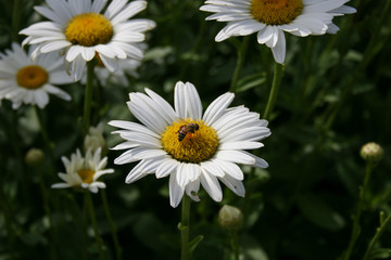 Pollinating Daisies