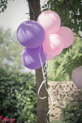 Grupo de globos violetas y rozados atados a un árbol - obrazy, fototapety, plakaty