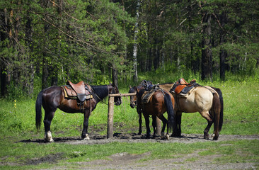 Horses in Altai Mountains, Russian Federation