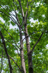 Fototapeta premium 緑の木々