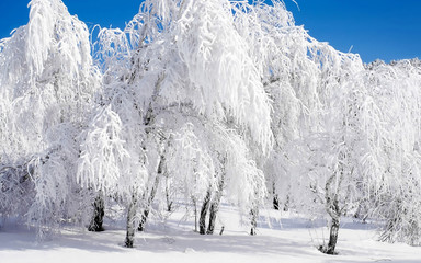 Winter landscape in forest