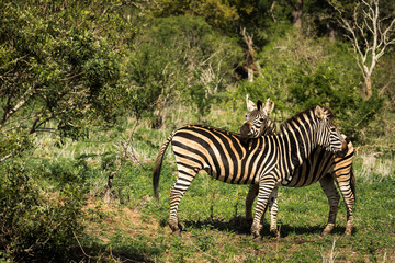 Fototapeta na wymiar Love between two zebras