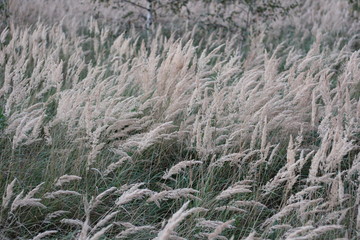 Trawa na łące jesienią. © Alex White