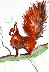 squirrel - watercolor illustration