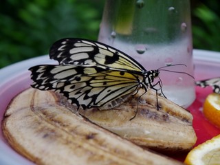Schmetterling auf Bananenschale