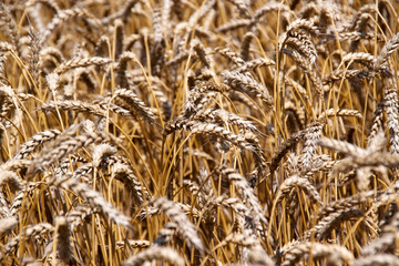 Ears of golden wheat close up in sunny summer day