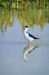 Black-necked Stilt