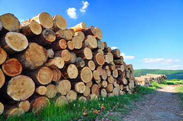 wood pile logs tree logging