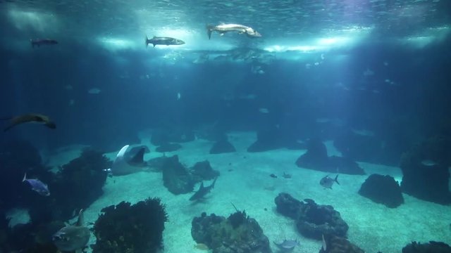 Beautiful view of a large fish tank with diverse marine animals.
