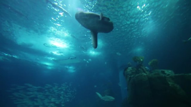 Beautiful view of a large fish tank with diverse marine species.
