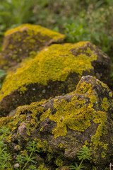 yellow lichen on a rock